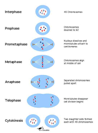 A diagram of mitosis